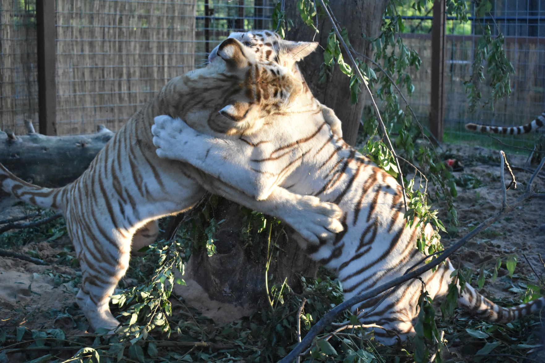 Baby tigers battle for dominance